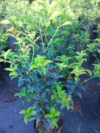 Fortune's Osmanthus; Fortune's Tea Olive