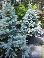 Fat Albert Colorado Blue Spruce