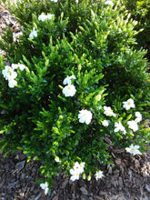 Kleim's Hardy Gardenia