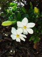 Kleim's Hardy Gardenia