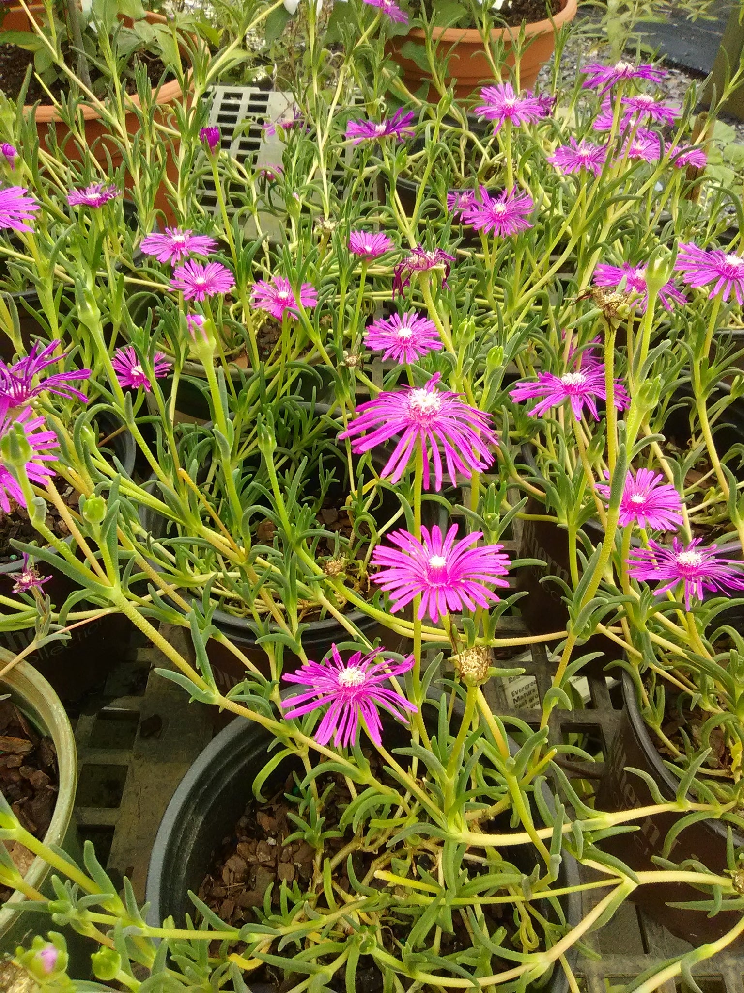 Starburst Ice Plant Toms Creek Farm & Nursery