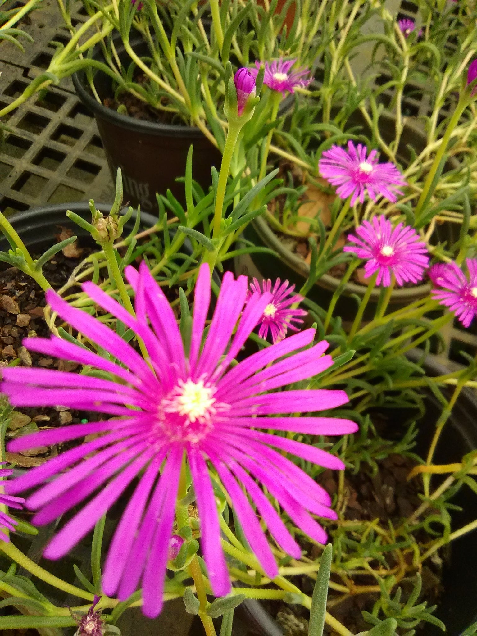 Starburst Ice Plant Toms Creek Farm & Nursery