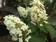 Munchkin Oakleaf Hydrangea