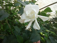 August Beauty Gardenia