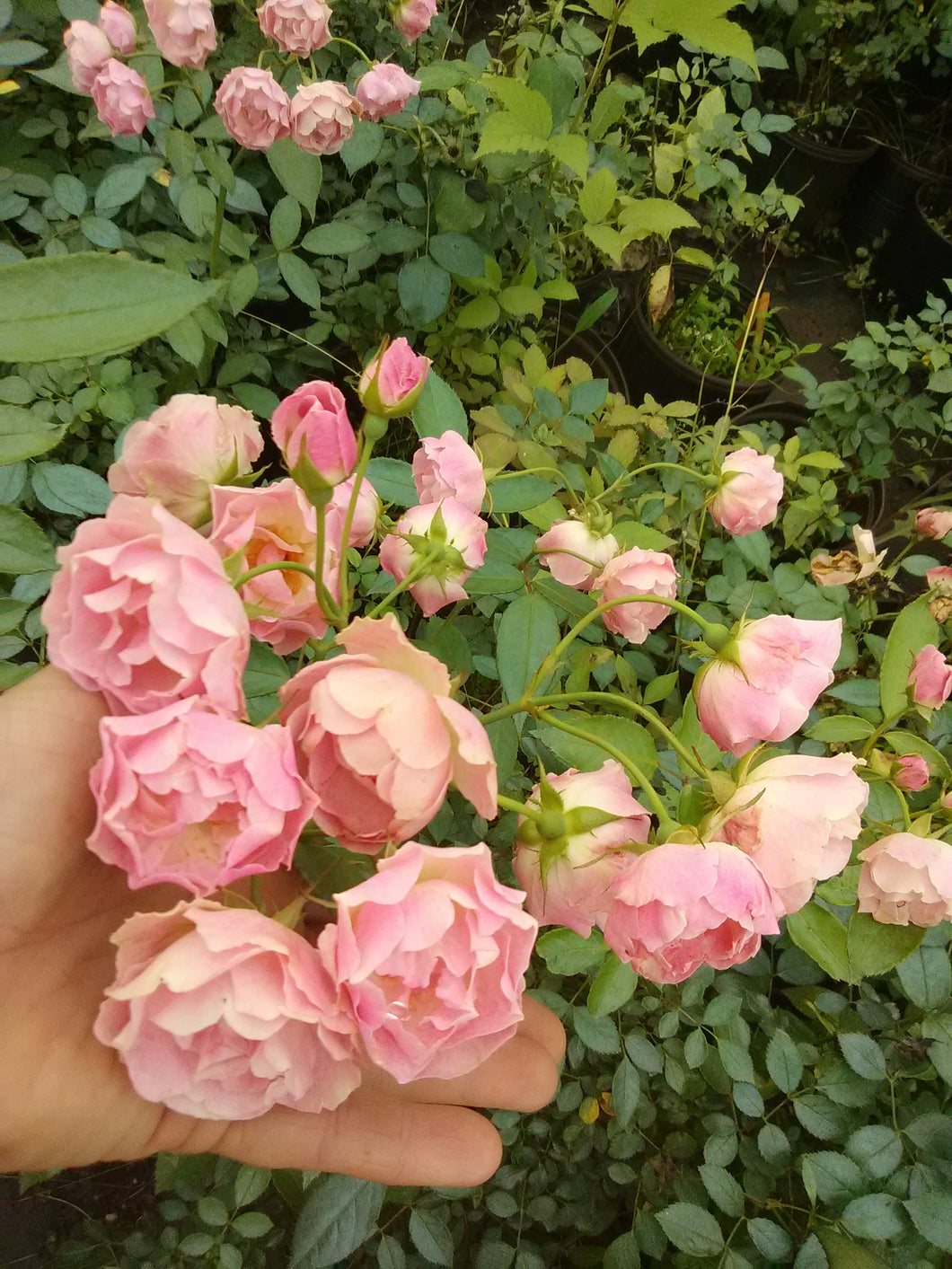 Pink Antique Garden Rose