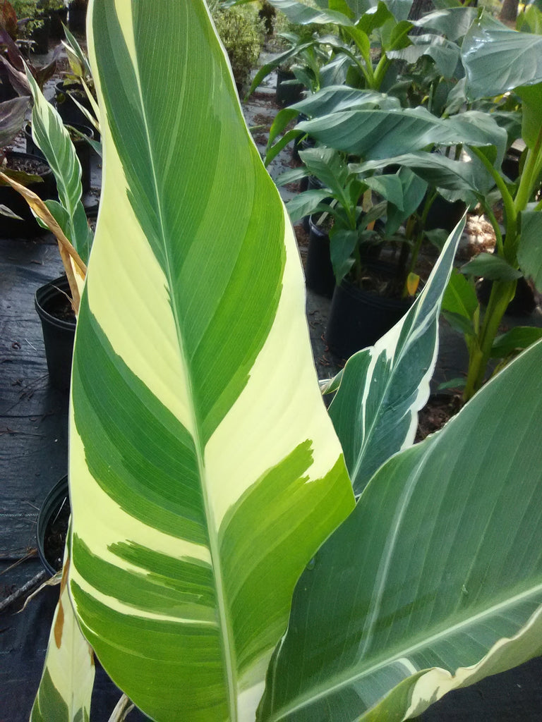 Stuttgart Canna Lily – Toms Creek Farm & Nursery