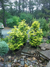 Hinoki Gold Plume Cypress