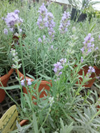 Super Blue English Lavender