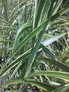 Striped Eulalia (variegated) Miscanthus Grass