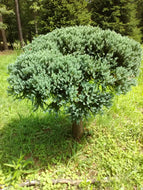Blue Star Juniper Topiary - Not For Sale