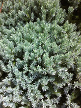Blue Star Juniper Topiary - Not For Sale