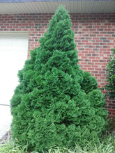 Holmstrup Arborvitae