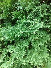 Holmstrup Arborvitae