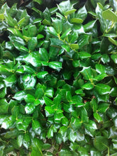 Dwarf Burford Chinese Holly