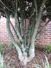 Dwarf Burford Chinese Holly