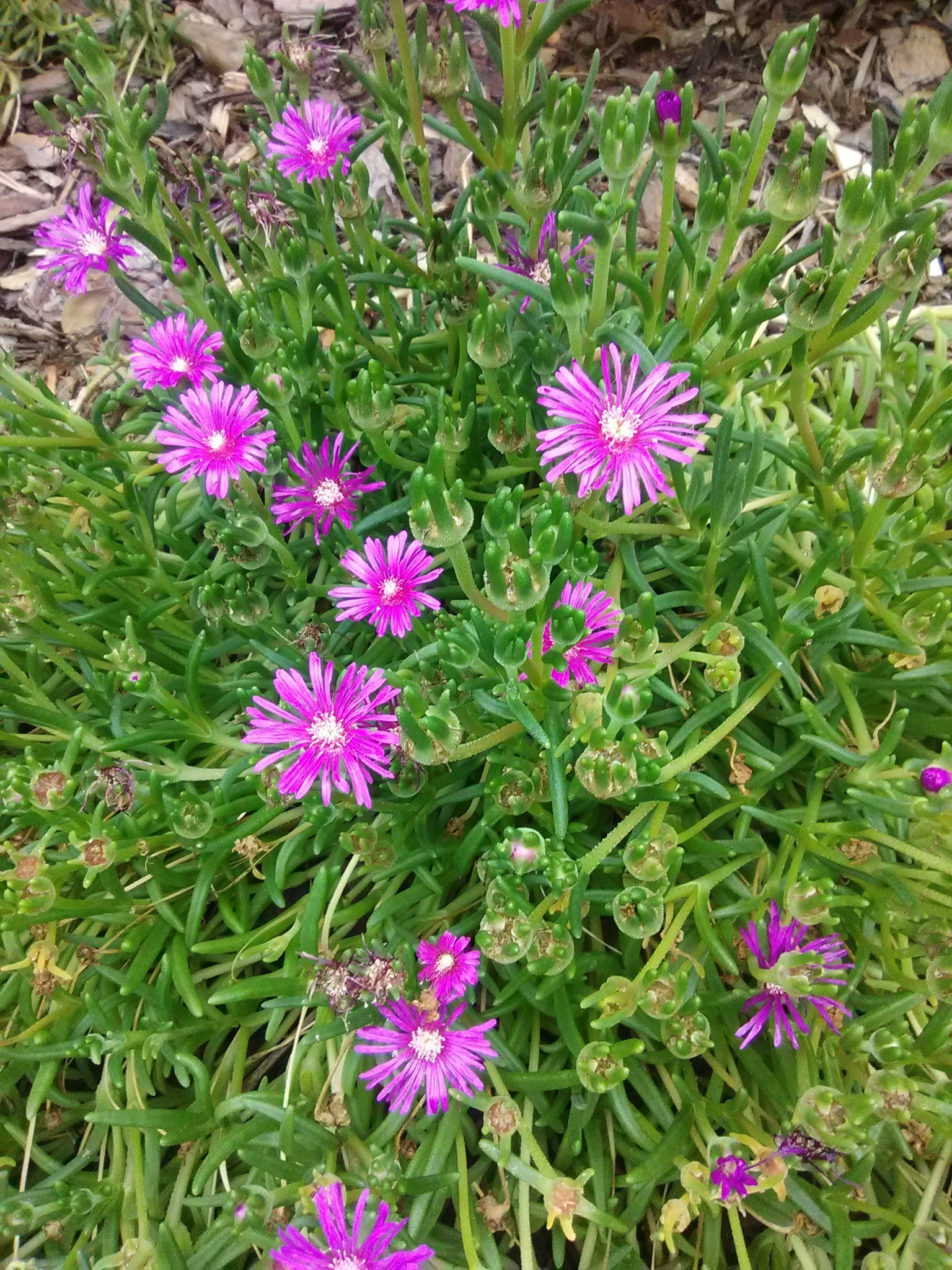 Starburst Ice Plant Toms Creek Farm & Nursery