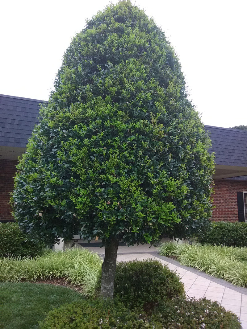 Foster Holly – Toms Creek Farm & Nursery