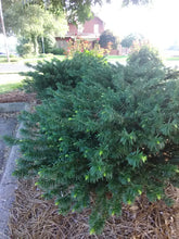 Densiformis Yew