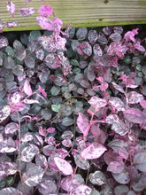 Jazz Hands (Variegated) Loropetalum