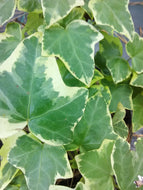 Gold Child English Ivy