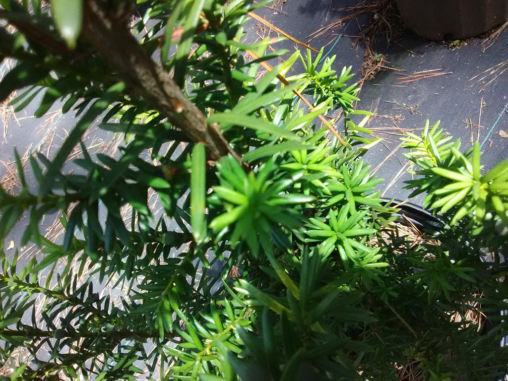 Norway Spruce Toms Creek Farm & Nursery