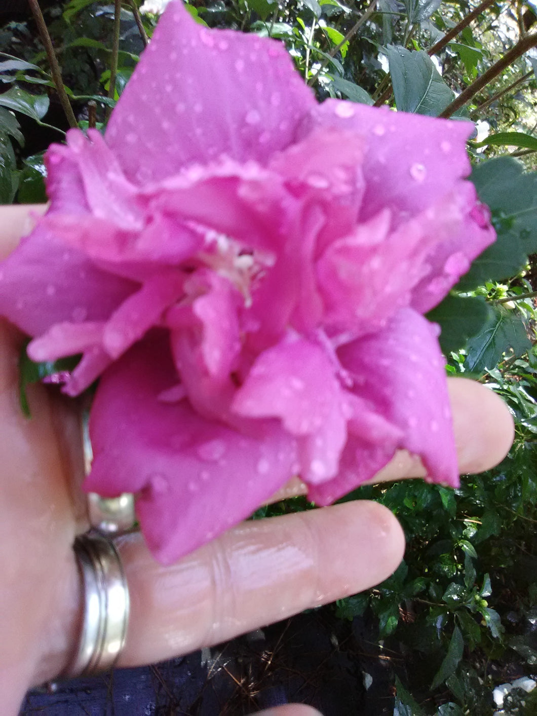 Ardens Rose of Sharon