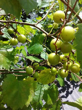 Carlos Bronze Muscadine Grape (Self- Fertile)