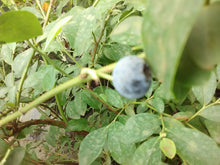 Woodard Blueberry (rabbit eye)