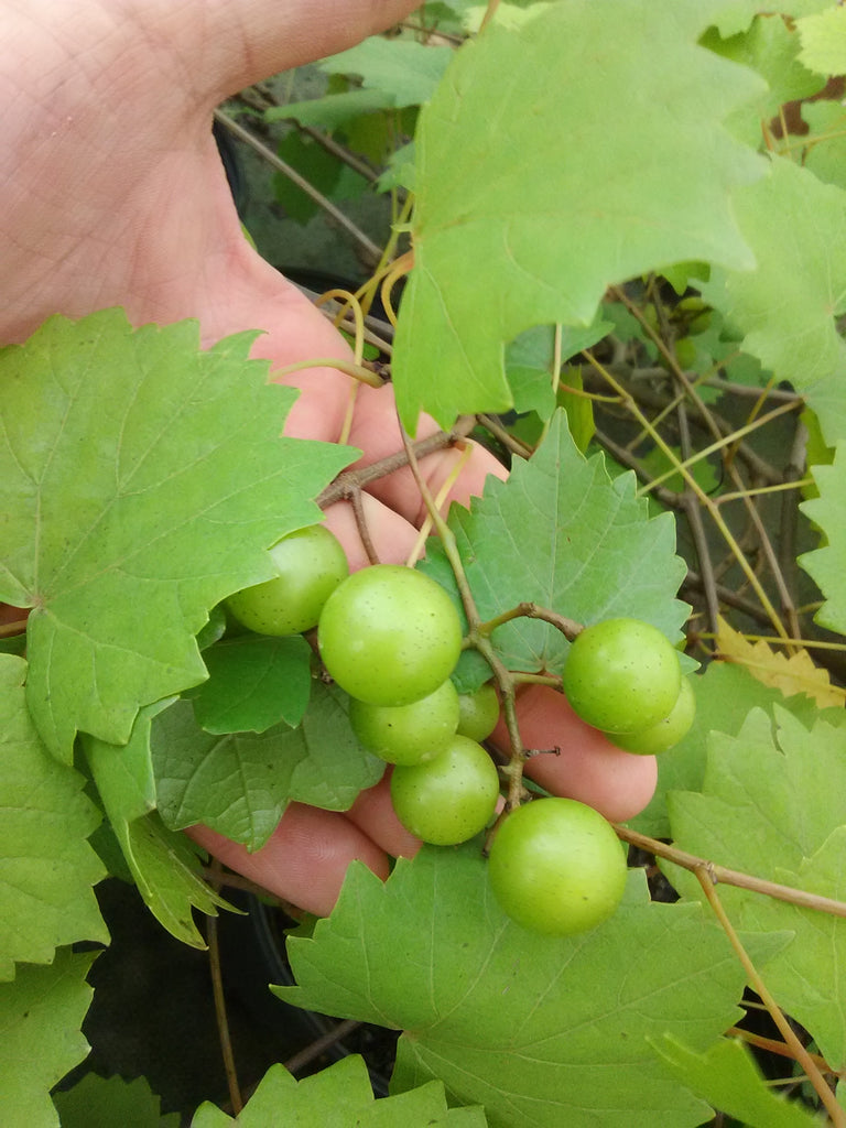 Muscadine Grape Vines For Planting Noble Muscadine Grape Vine For