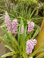 John Burch Variegated Liriope