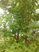 Coral Bark Japanese Maple (seedlings)