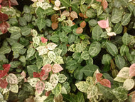 Snow-N-Summer(TM) Asiatic Jasmine