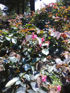 Burgundy Loropetalum ' Pizzaz '