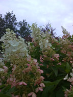 Pinky Winky Hydrangea