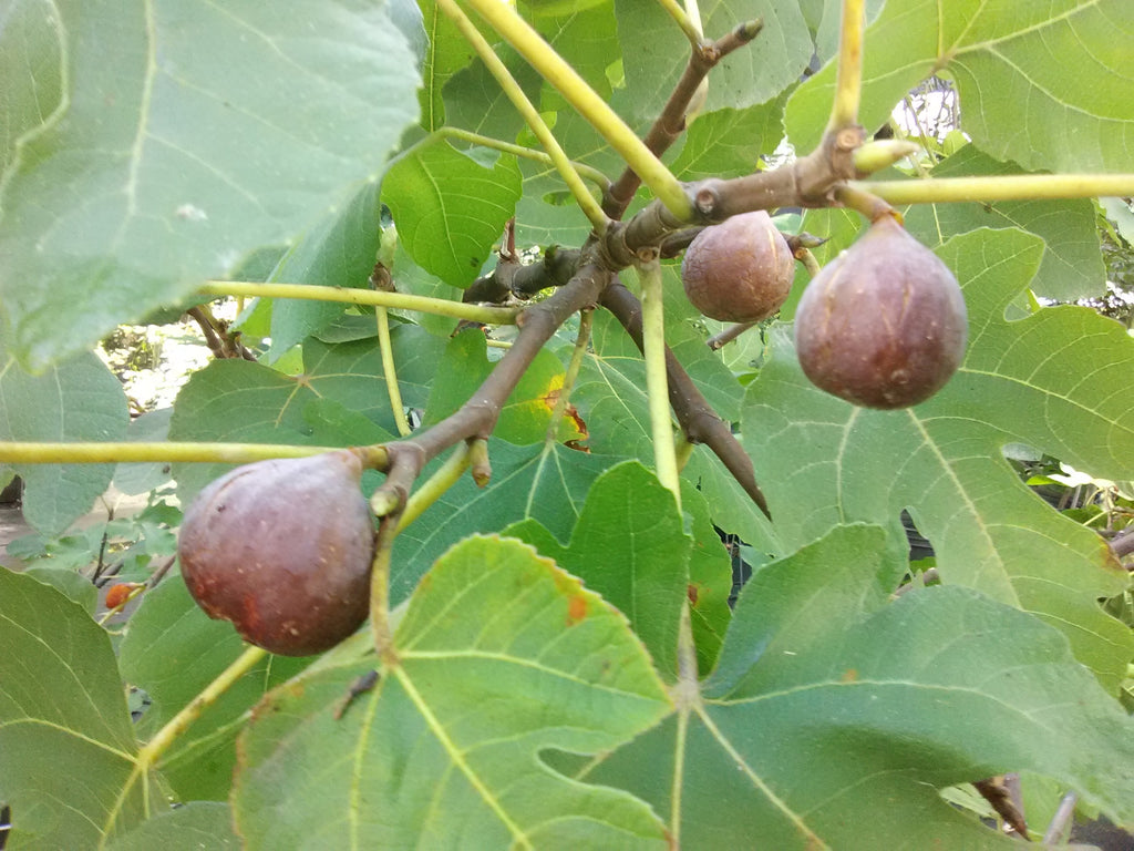 Brown Turkey Fig – Toms Creek Farm & Nursery