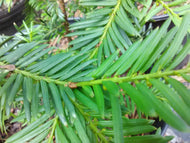 Margarita Yew