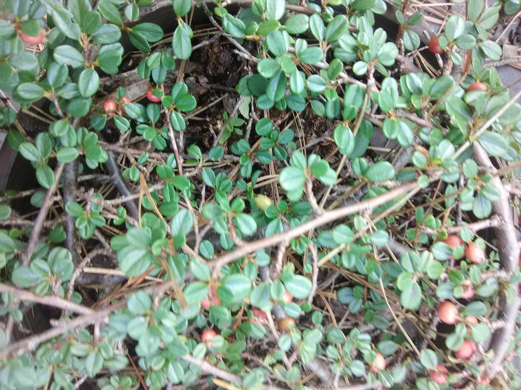 Ground Cotoneaster