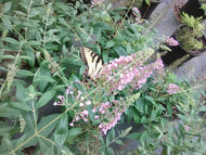 Pink Delight Butterfly Bush