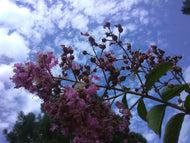 Muskogee Crape Myrtle