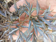 Black Lace Elderberry