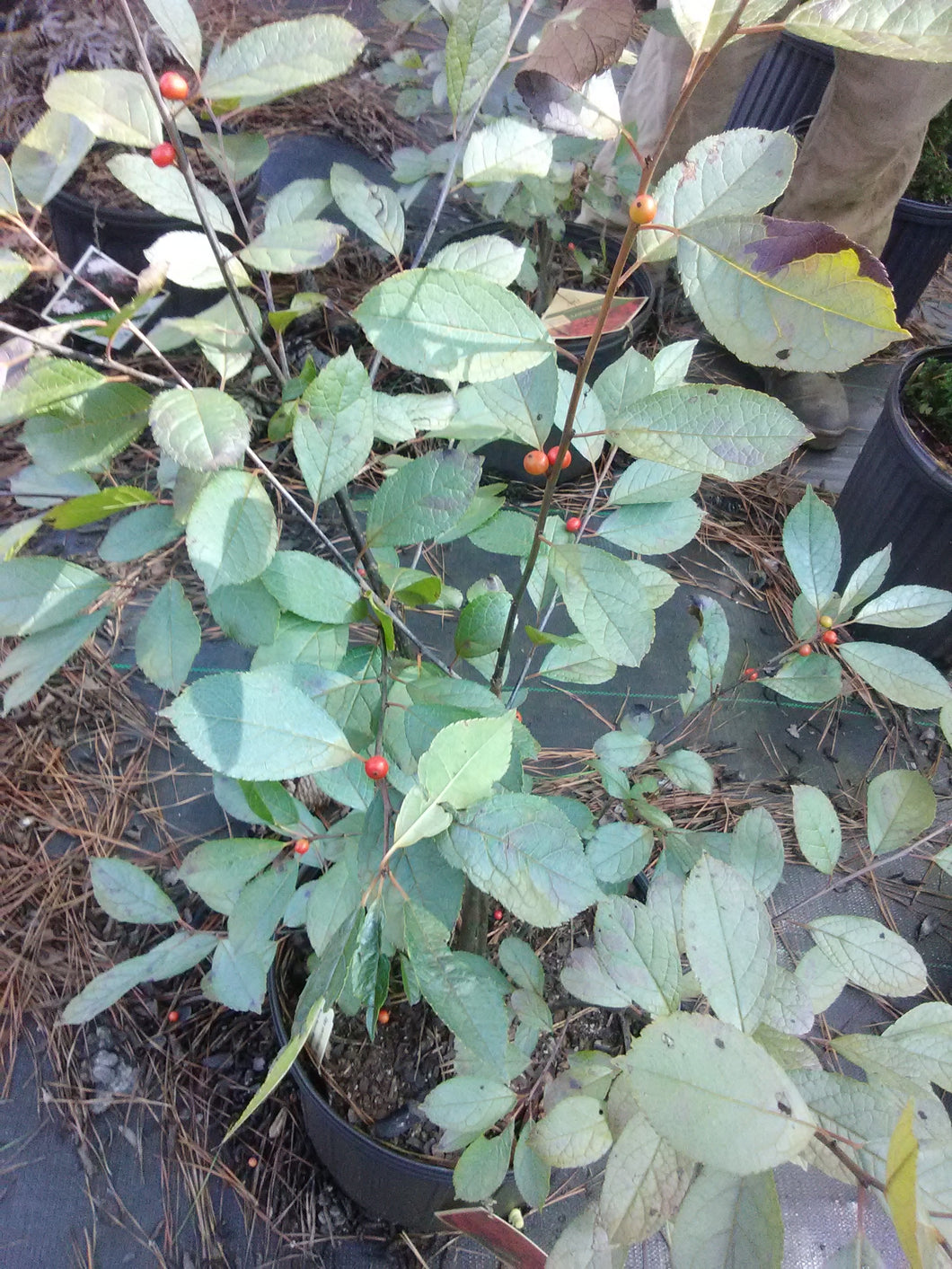 Berry Heavy Winterberry Holly