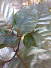 European Purple-leaf Beech