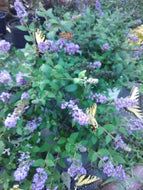 Blue Chip Butterfly Bush