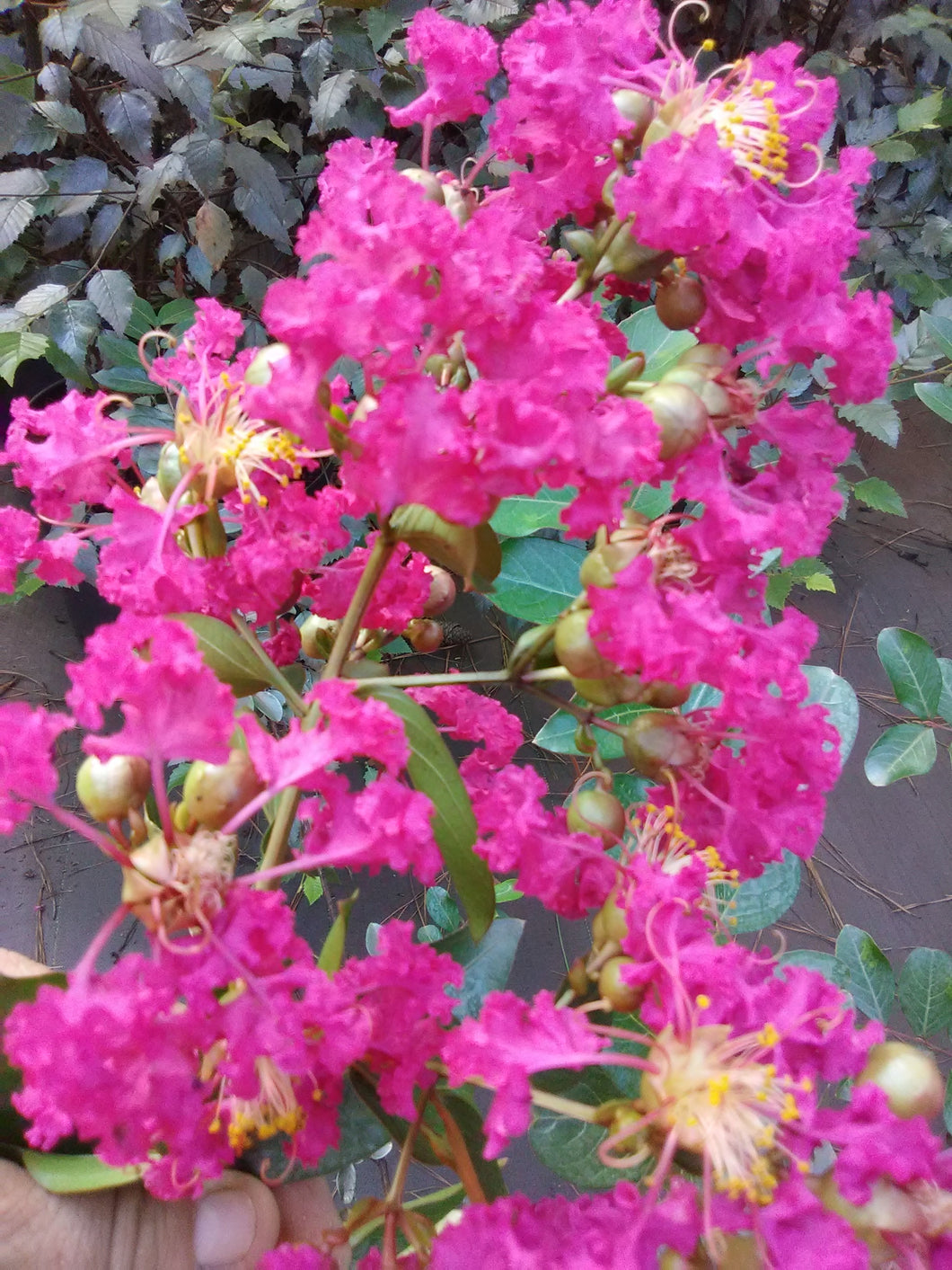 Watermelon Red Crape Myrtle