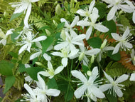 Sweet Autumn Clematis