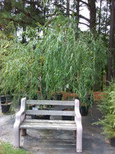 Weeping Willow