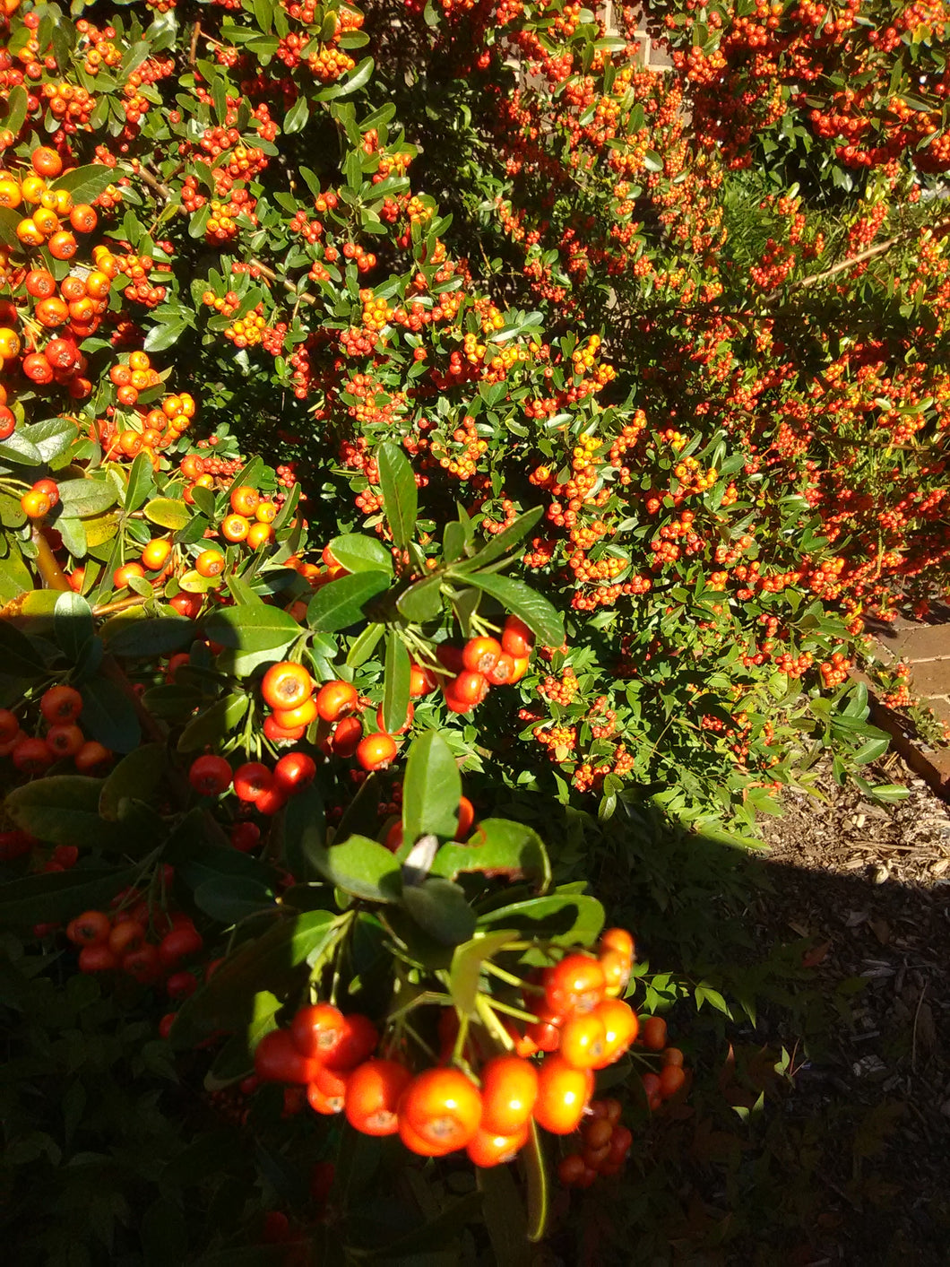 Mohave 'Firethorn' Pyracantha