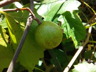 Chowan Muscadine (self-fertile)