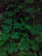 Creeping Bramble aka 'Creeping Raspberry'