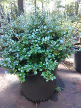 Green Luster Japanese Holly